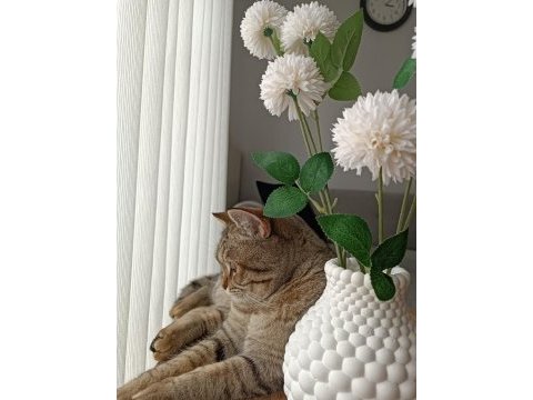 1 yaşında uysal british shorthair