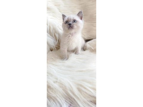 British shorthair kedisi