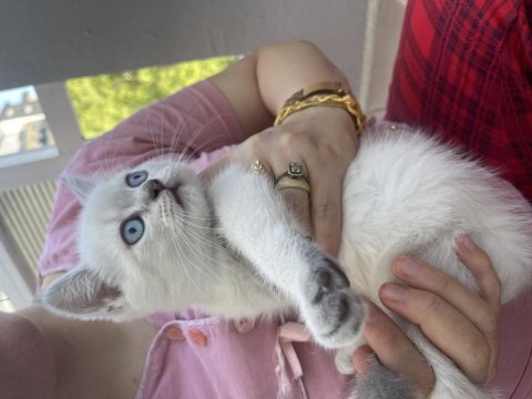 British shorthair 2 aylık