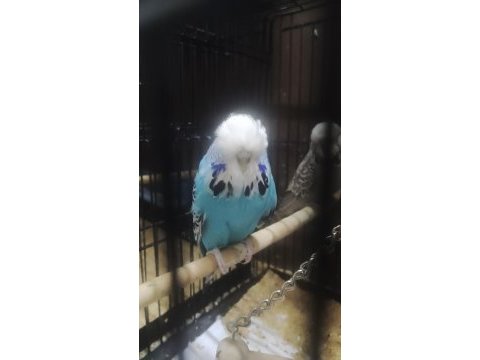 Maşallah show jumbo muhabbet kuşu damızlık ve yavrular