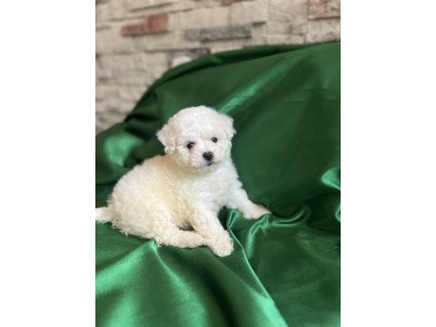 Bichon frise nadir orjinal güzellikleri var