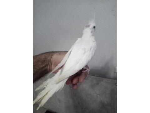 Evcil albino sultan papağanı yavrular