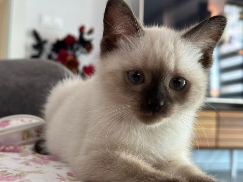 Çok oyuncu scottish / british fold blue point yavrular