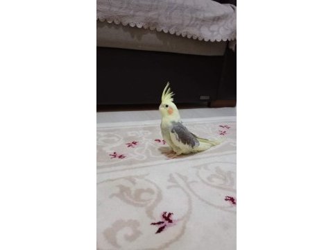 2 aylık dişi sultan papağanı