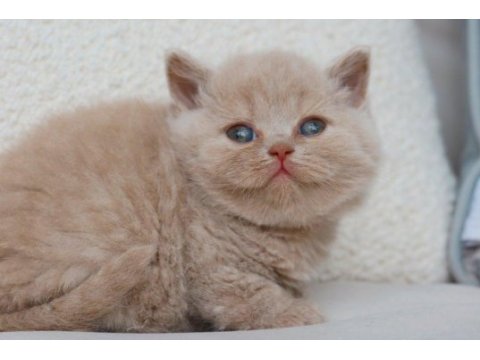 Bebek surat lilac british shorthair 
