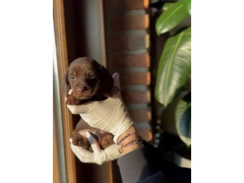 Chocolate tan ve chocolate merle dachshund yavruları