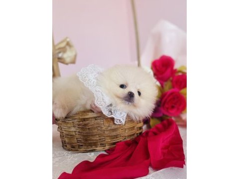 Pomeranian boo dişi ve erkek yavrular