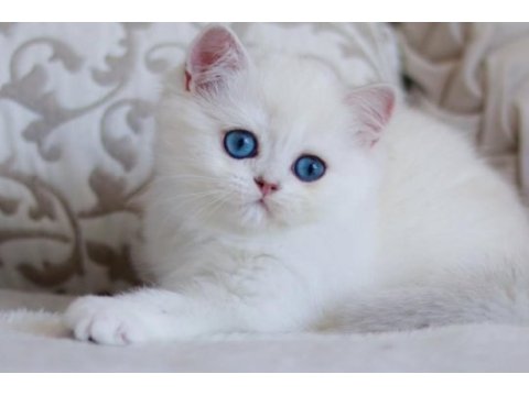 Pamuk gibi silver british shorthair