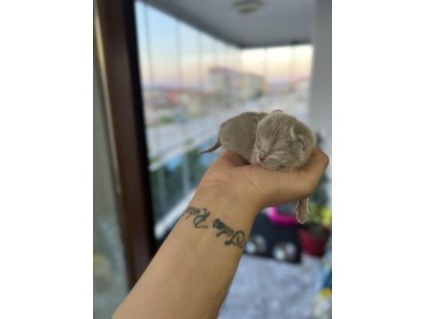 Scottish fold yavru