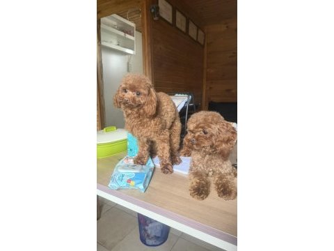 Özel t-cup dişi poodle teddy face / 1,5 kg