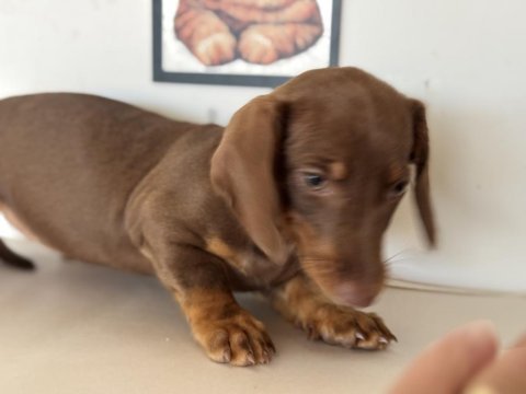 Petmode köpek çiftliğinde ziyarete açık dachshund