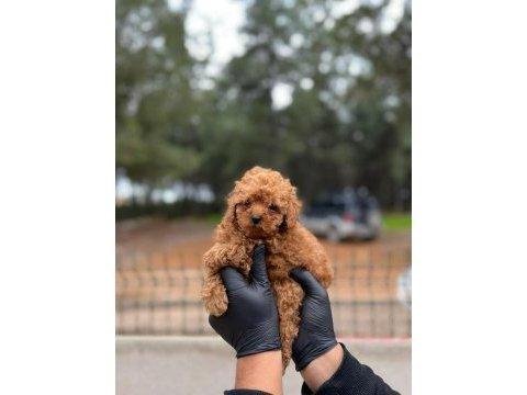 Poodle yavrular