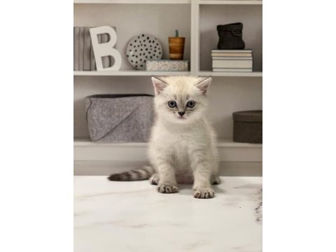 Emsalsiz güzellikte brıtısh shorthair yavrularım 