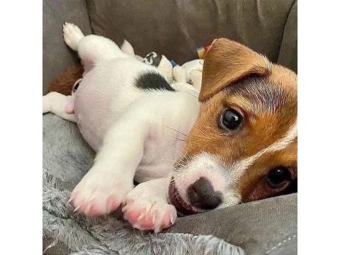 Jack russell yavrular heryere gönderilir 