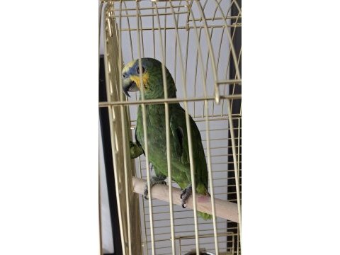 Çok uygun amazonica papağanı