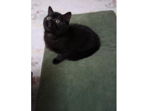 Siyah british shorthair 2 aylık