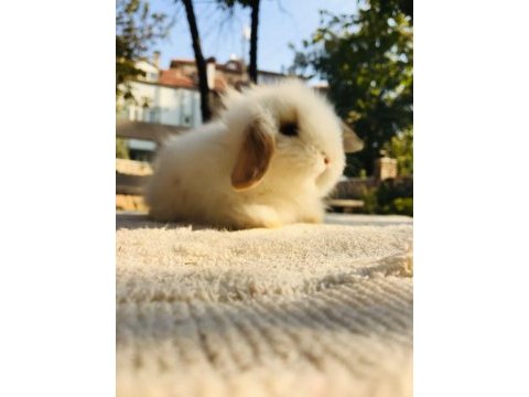 Tavşan yavruları aynı gün set halinde teslim edilir