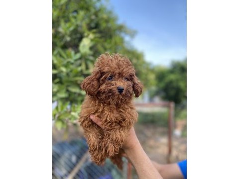 8 ay ve 1,5 yaş dişi toy poodle köpekler