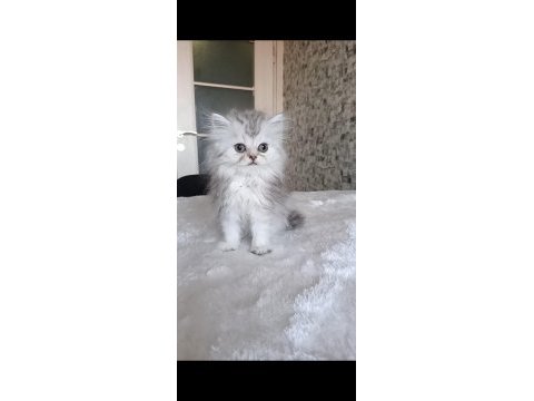 Aslan parçası british longhair