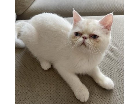 Kendi kedimin iki dişi yavrusu