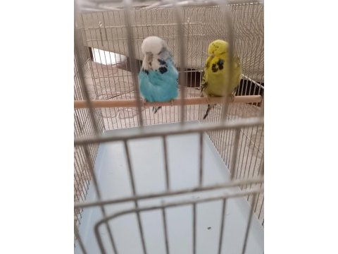 Satılık show jumbo çift muhabbet kuşu