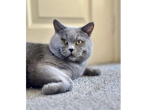 Yetişkin dişi british shorthair