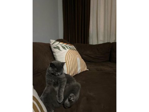 British shorthair kedisi