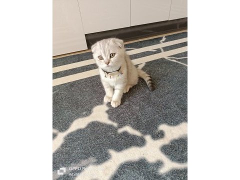 Kendi kedimizin yavruları tuvalet eğitimi