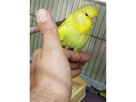 Yavru yeni düşmüş jumbo erkek muhabbet kuşu