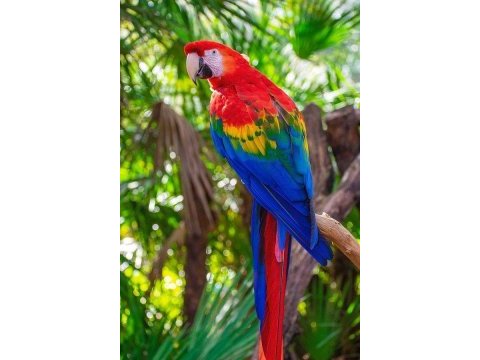 Ara macaw enfsane renk seçenekleri