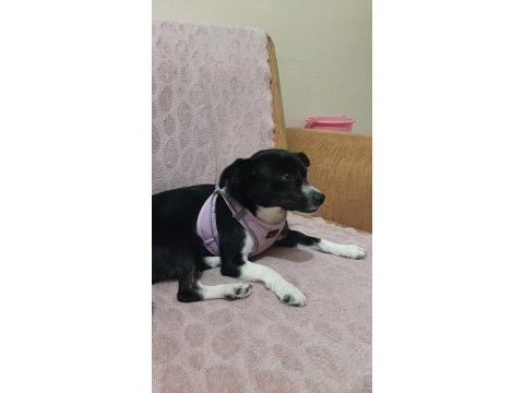 Dişi rus finosu köpeğimiz