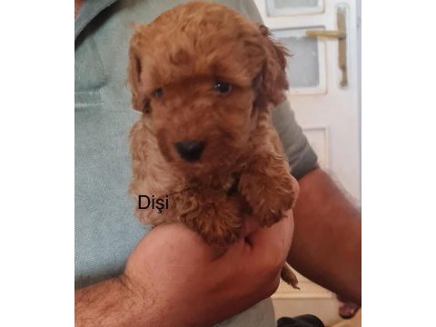 Toy poodle bebekler iki aylık