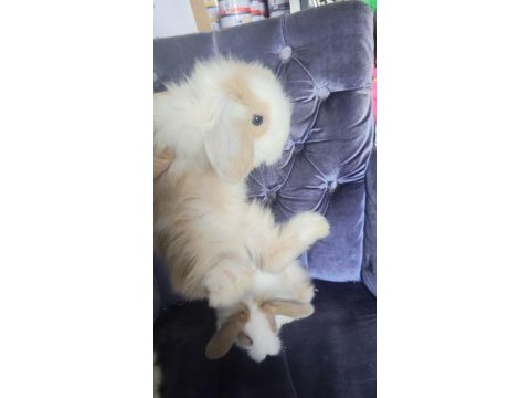 Orjinal hollanda teddy lop yavru tavşanlar
