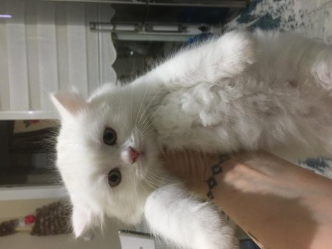 British longhair yavrular