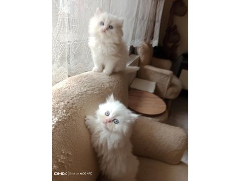 2 aylık iran kedisi sahibimi arıyorum
