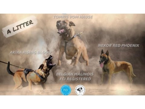 Kıf/fcı a şecereli malinois köpeklerimiz ailelerine hazır