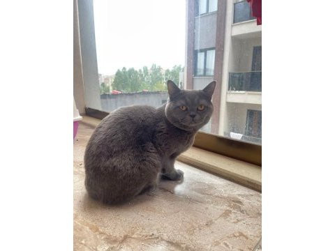 British shorthair 18 aylık erkek