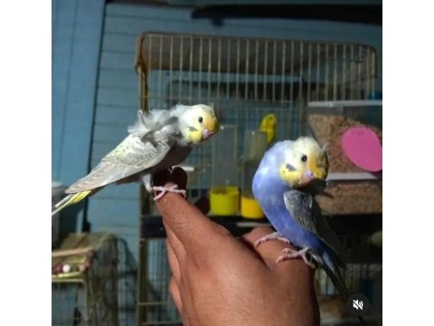 El beslemesi rainbow japones yavru muhabbet kuşları