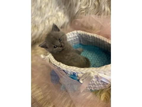 British shorthair yavru