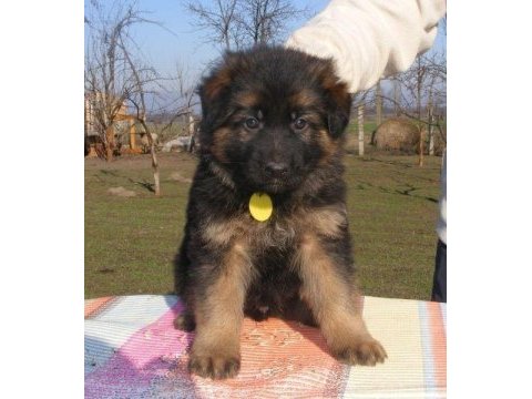 Orjinal alman kurdu yavrularımız