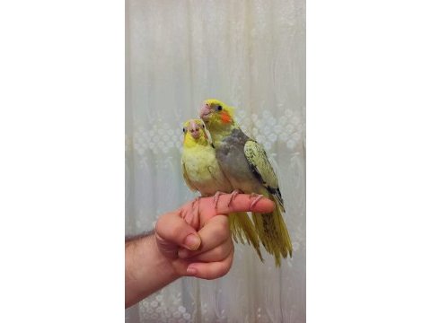 Renk güzeli ısırma bilmeyen sultan papağanlar