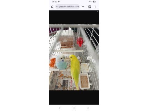 Cins çift muhabbet kuşu