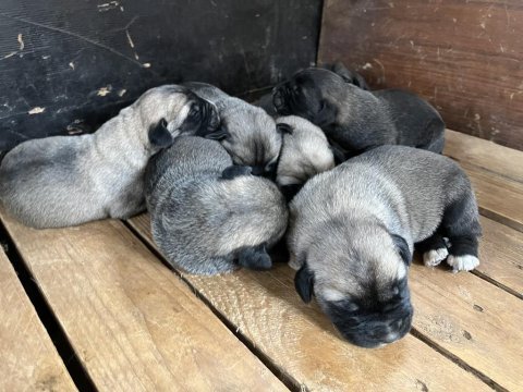 Yavru anadolu çoban köpekleri