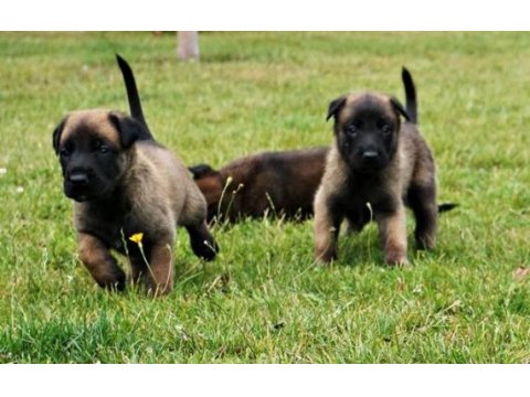 Mükemmel belçika malinois yavrular