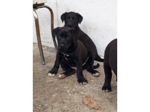 A sınıf yavru köpeklerimiz