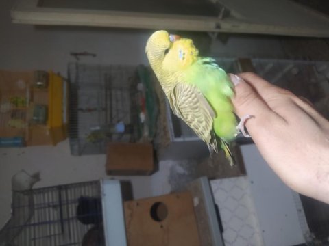 Show jumbo muhabbet kuşu