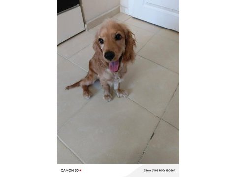 5 aylık yavru cocker köpeğimizi sahiplendirmek istiyoruz
