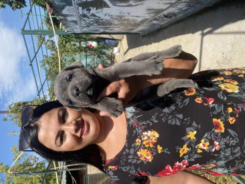 Mavi gözlü safkan cane corso yavrularım