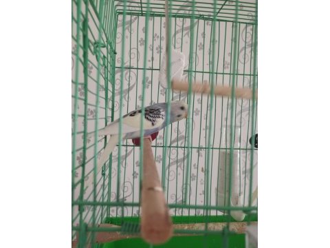4 aylık erkek muhabbet kuşu