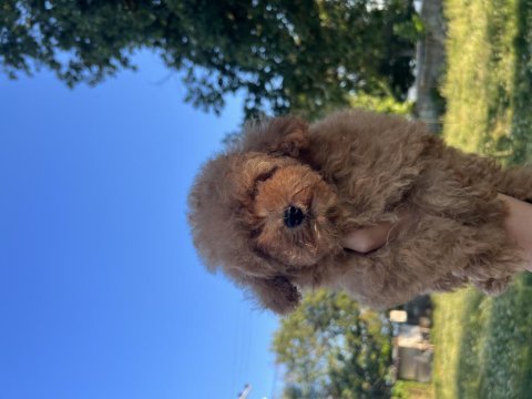 Orjinal minyatür toy poodle yavrular 
